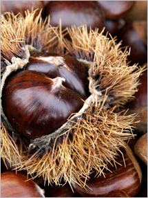 Spiney burr chestnut